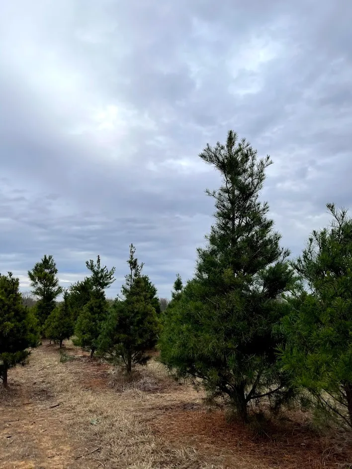 evergreen farms